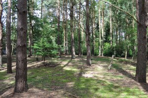 Woodland Tilford 008